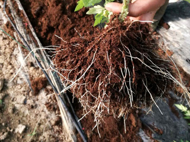 松土生根微生物菌剂,稼乐夫微生物菌剂厂家