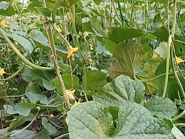 种植黄瓜如何防​止产生黄瓜弹簧根？