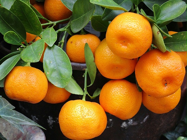 砂糖橘使用稼乐夫水溶肥
