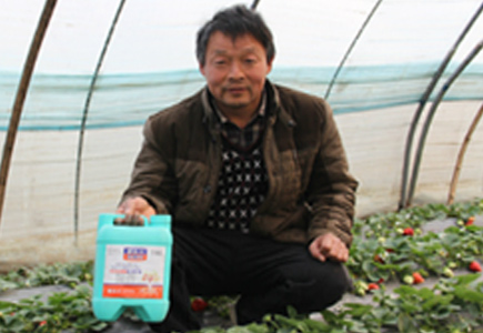 中牟草莓种植户刘大哥