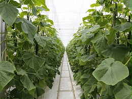 ​​黄瓜怎样施肥？种黄瓜每亩需要施多少肥料？