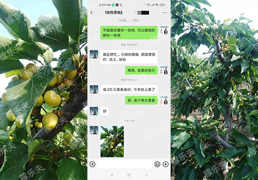 樱桃用什么肥料好?