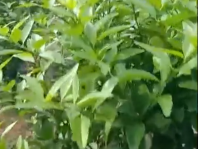 柑橘上用什么肥料能够营养补充比较均衡?