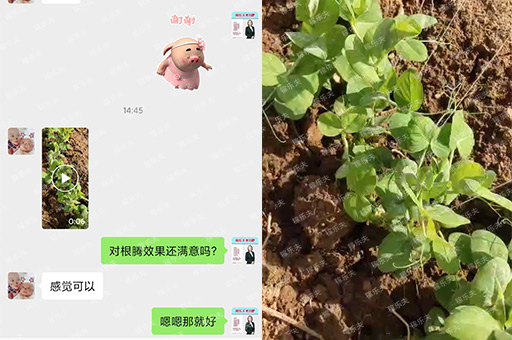 荷兰豆上用稼乐夫肥料长势好