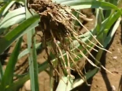 大蒜生根好用什么微生物肥料好?