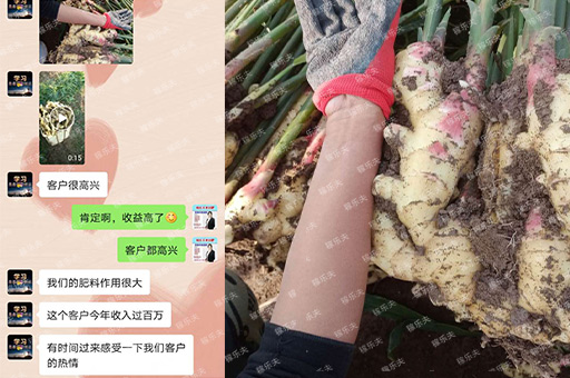 大姜怎么施肥产量高？