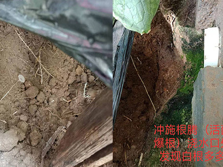 黄瓜的环境要求和病害防治方法