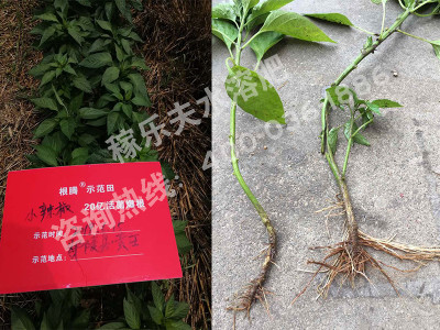 河南许昌小辣椒种植户黄大哥——稼乐夫水溶肥客户案例