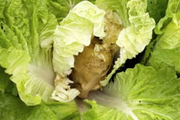 白菜烂心 白菜烂心