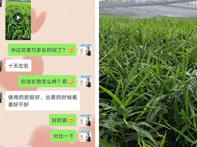 什么品牌的肥料用在大姜上效果好?