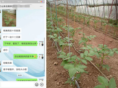 山东日照番茄种植户井海舰——稼乐夫水溶肥客户案例