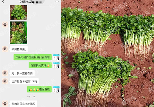 香菜用肥选择哪家好?