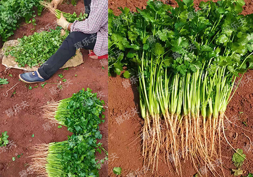 香菜长得好选择什么厂家肥料好,稼乐夫微生物菌剂