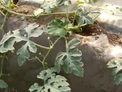 西瓜用什么肥料好？