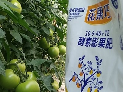 四川攀枝花市米易县番茄种植户文关清——稼乐夫水溶肥客户案例