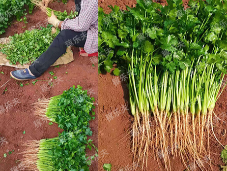 香菜施什么肥长得快？香菜怎么施肥？