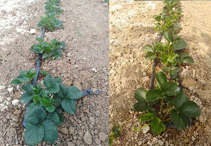 草莓苗施肥用什么肥料叶片绿长势好?