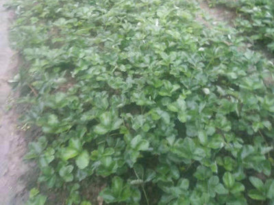 草莓生根肥怎么选?