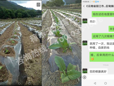 烟叶用什么肥料好?