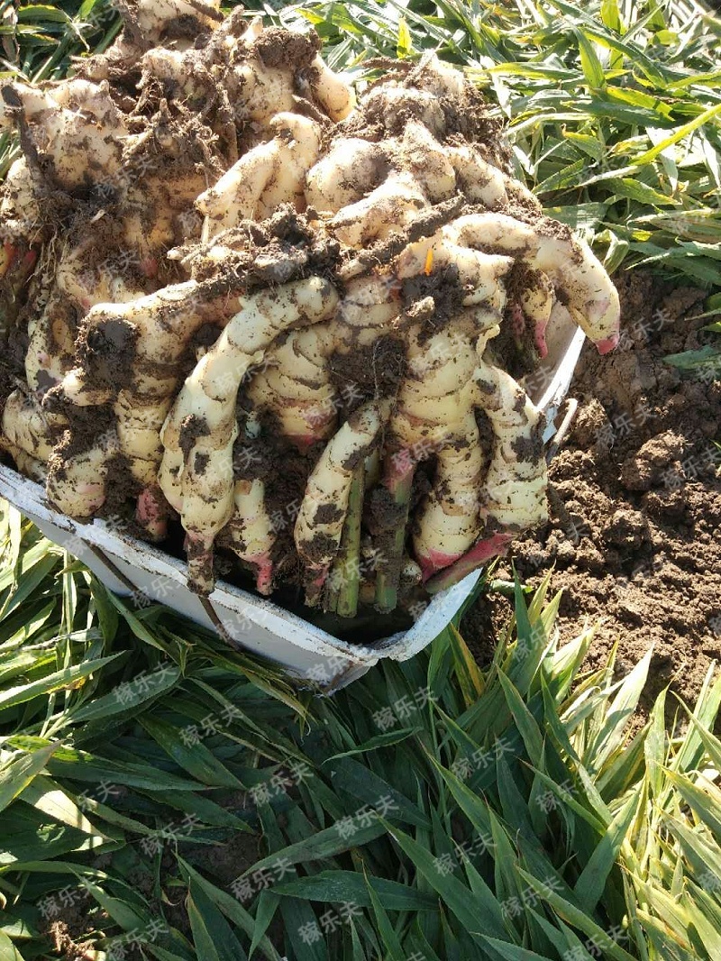 大姜使用稼乐夫水溶肥长势好