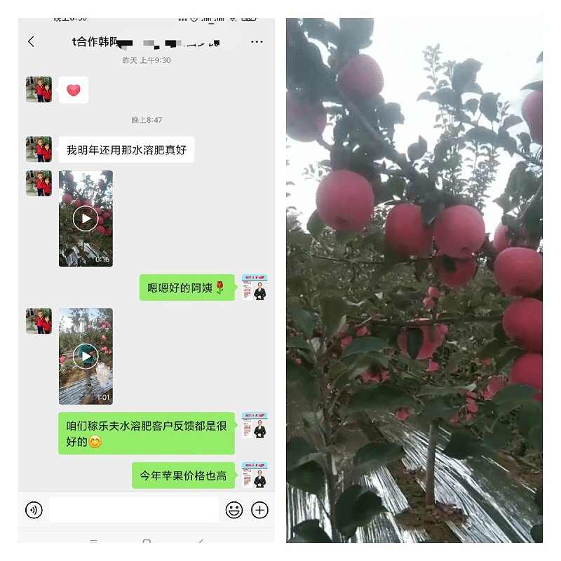 苹果使用稼乐夫水溶肥长势好