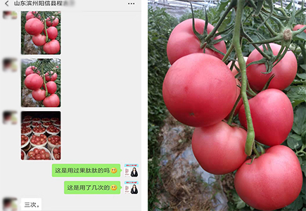 山东滨州番茄上使用