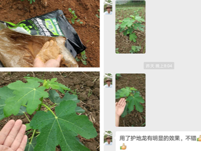 无花果苗上怎么施肥?