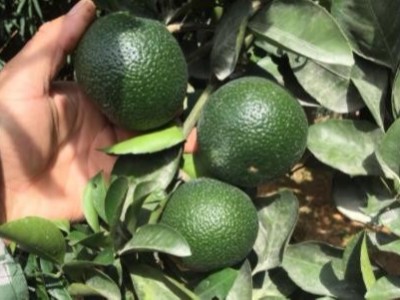 金柚种植管理怎么做长势好?