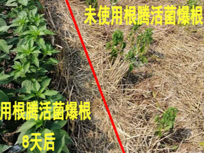 辣椒上用什么菌剂能够防治土传病害?