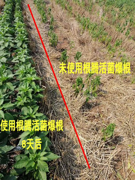 根腾对比