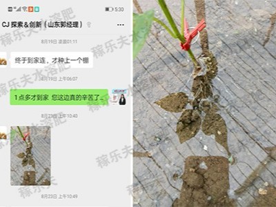 山东大棚辣椒出现根结线虫病害怎么办?