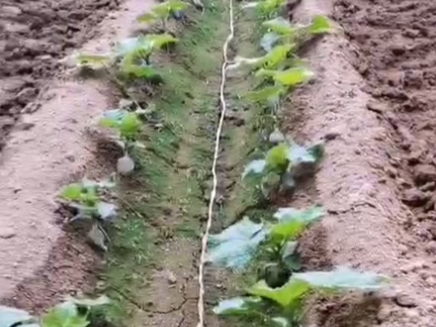 什么肥料在黄瓜苗上施用长得好？