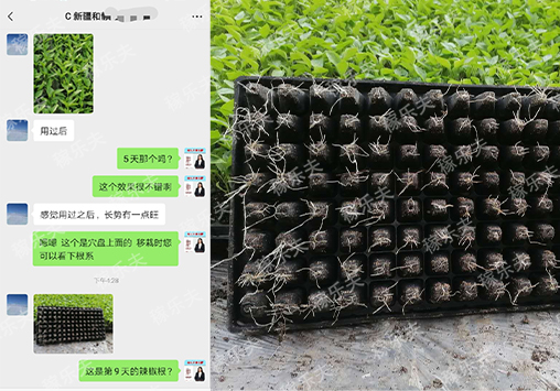 辣椒苗生根怎么用肥?