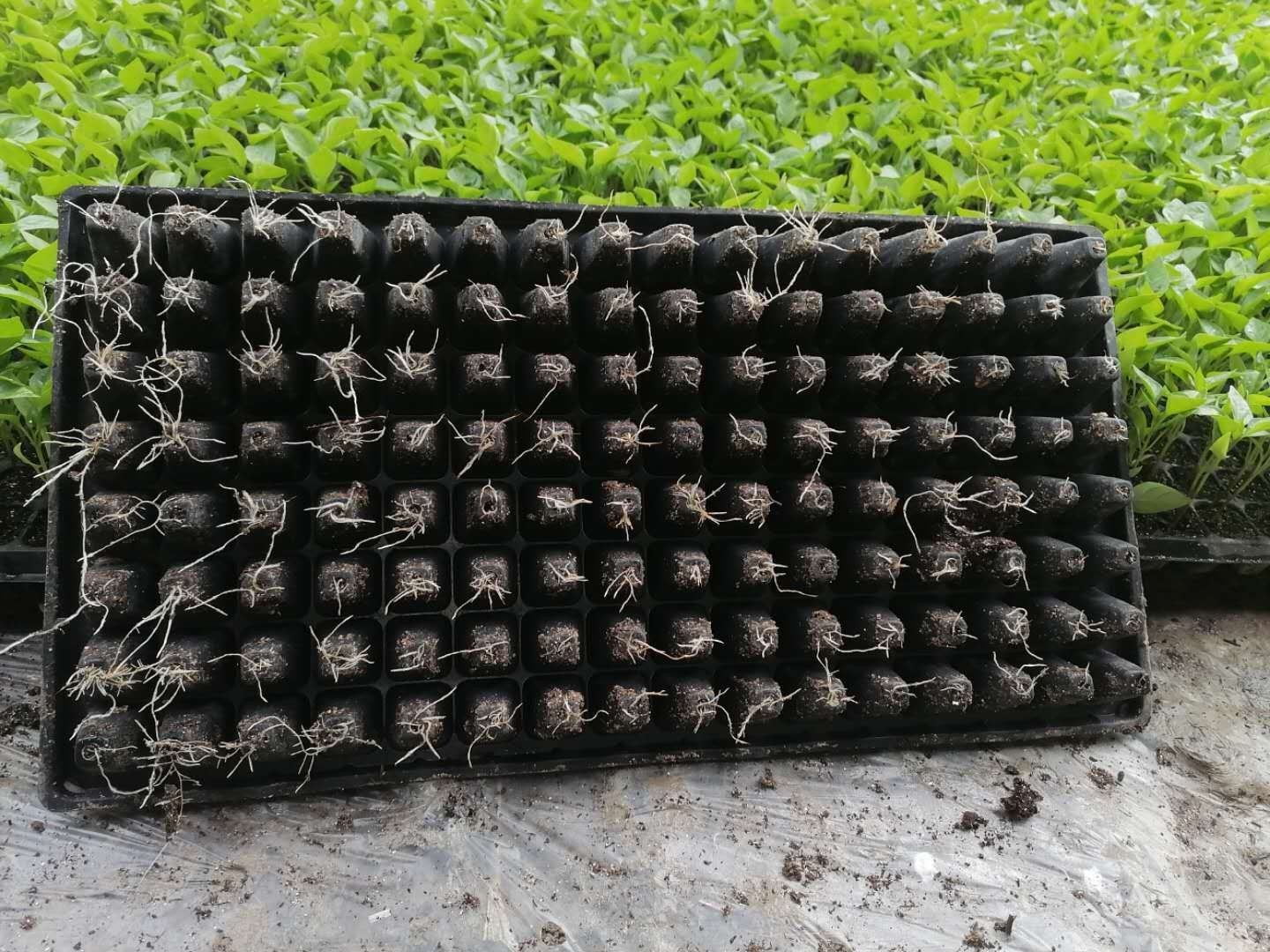 辣椒生根肥哪家好?
