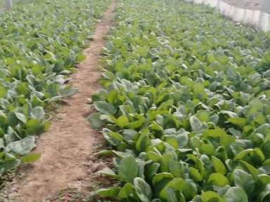 种植蔬菜问题有哪些？种植蔬菜用什么肥料好？