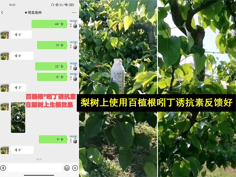 田大哥梨树上使用百植根吲丁后效果