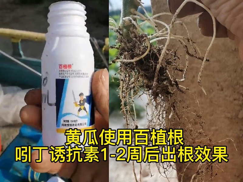 用户使用百植根后作物长势好