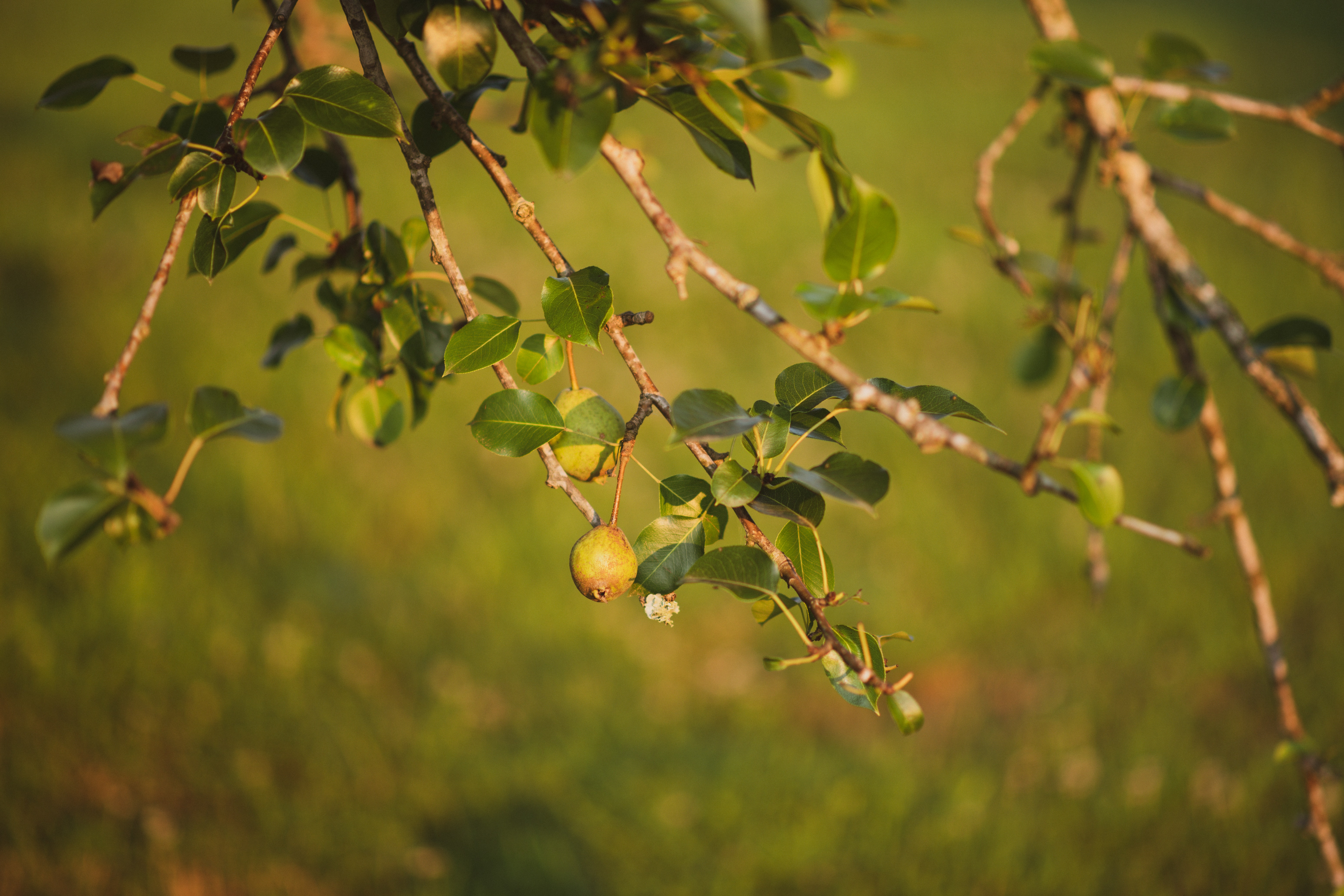 梨树怎么施肥爆生根？梨树怎么种植长得好？