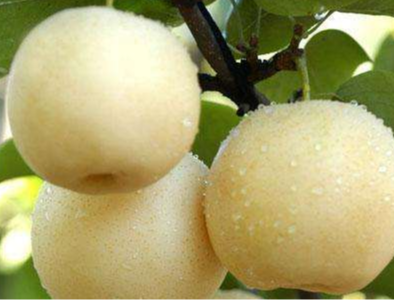 什么水溶肥料用在梨树上效果好?