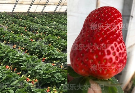 草莓用什么水溶肥料产量高?