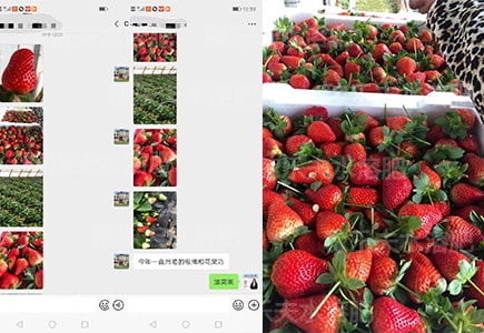 草莓膨果水溶肥哪家效果好?