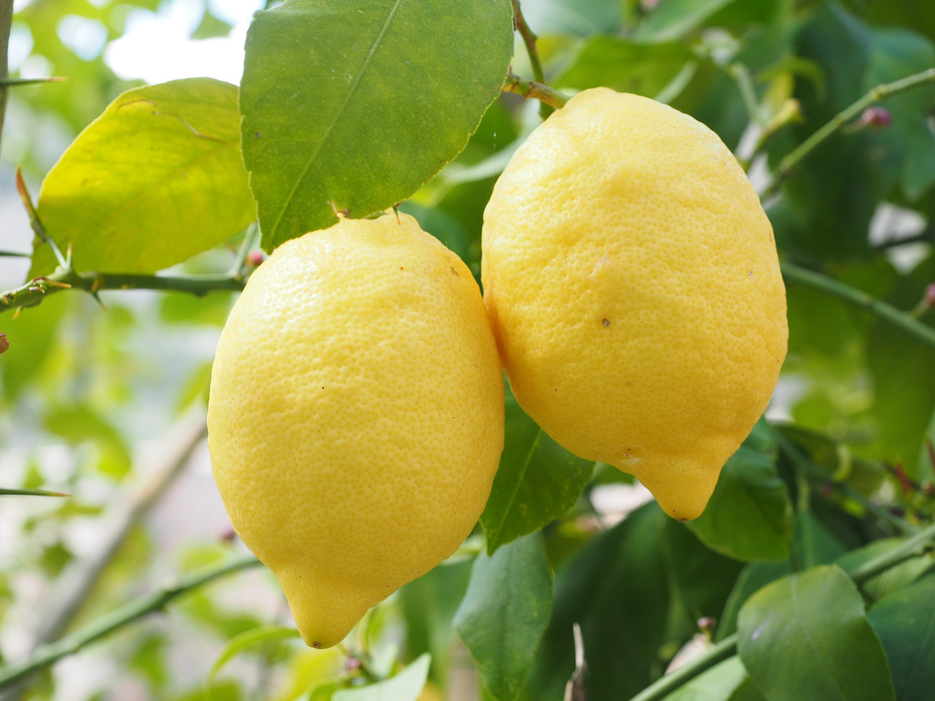 ​柠檬树怎么样保花保果？柠檬树保花保果的措施