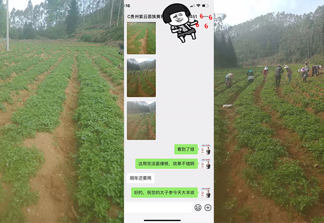 2020.3.27贵州太子参使用根腾活菌爆根肥效果反馈