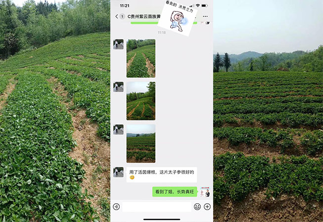 2020.4.1贵州太子参使用根腾活菌爆根肥效果反馈