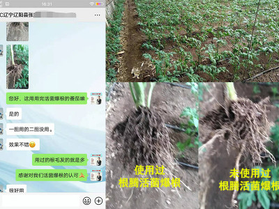 番茄苗上用什么微生物肥料生根好?