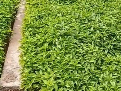 辣椒苗床育苗怎么用肥生根好？