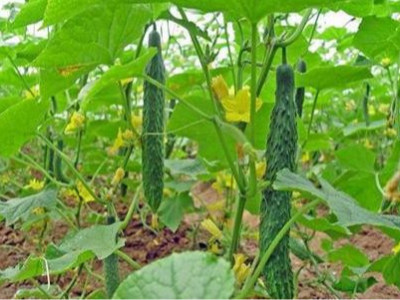 黄瓜生根菌肥哪家好?