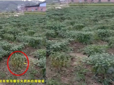 辣椒苗死苗烂棵如何防治?广西刘经理推荐稼乐夫!