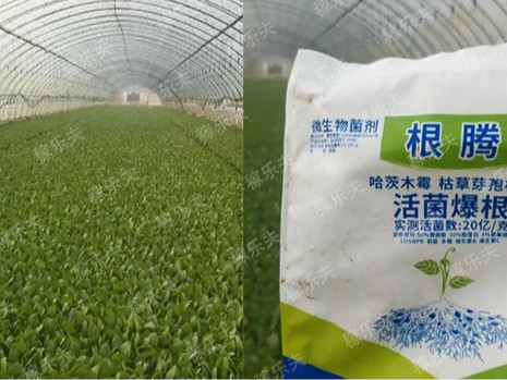 叶菜类蔬菜用什么肥料好？山东赵哥推荐稼乐夫肥料！