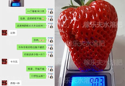 草莓用什么牌子水溶肥品质好?